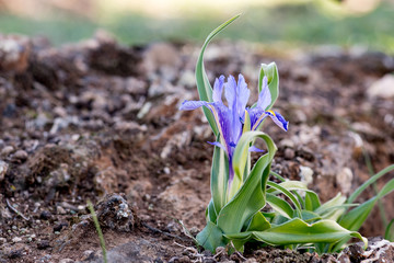 Iris planifolia or Wild Lily