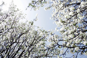 looking up at the white flowers