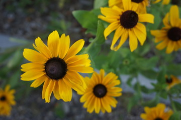 Obraz premium Flower Power