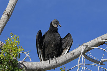 A Black Vulture (Coragyps atratus) shot in Everglades National Park, Florida..