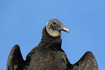 A Black Vulture (Coragyps atratus) shot in Everglades National Park, Florida..