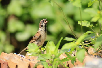 The sparrow perched on the tile