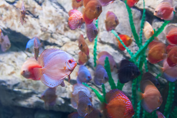 Moving exotic discus fish underwater nature world aquarium.