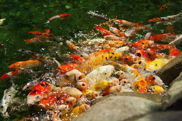 Fototapeta na wymiar Hungry koi fish water aquarium red yellow group.