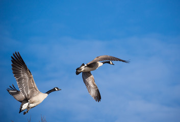 Geese in flight over George Washington Parkway in Washington, DC.