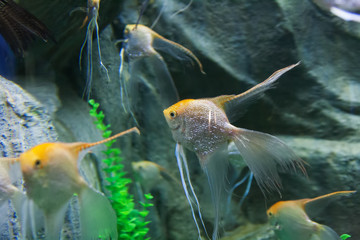 Moving exotic angel fish underwater nature world aquarium.