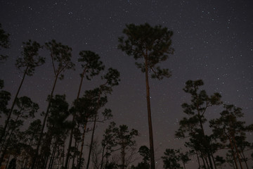 The night sky shot against the silhouette of pine tree ins Lone Pine Key Campground in Everglades National Park, Florida..