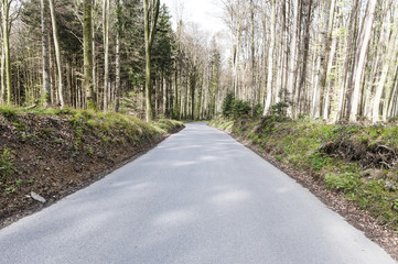 Forest road in Switzerland