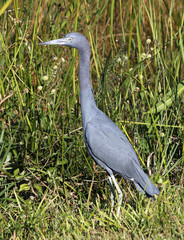 A Little Blue Heron (Egretta caerulea) foraging in Everglades National Park, Florida.