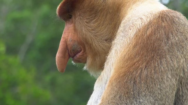 Male Proboscis Monkey (Nasalis larvatus) Scratching Nose. Endangered Endemic Borneo Animal