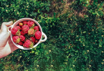 Woman holds in hand wooden bowl of fresh strawberries on green background