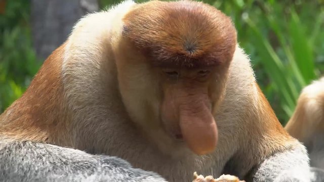 Portrait of Male Proboscis Monkey (Nasalis larvatus) Eating Food. Endangered Endemic Borneo Animal