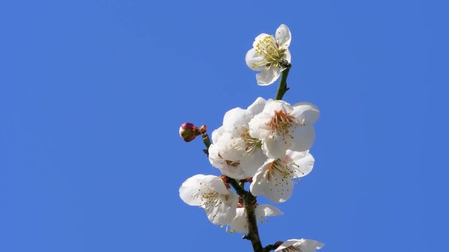 青空と白梅