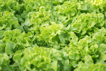 Green oak is a hygienic vegetable that is clean and safe from chemicals. Planted in a closed house. Popular with salads and burgers.