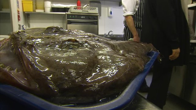 A large shiny and oily monkfish sits in a bucket in a kitchen.