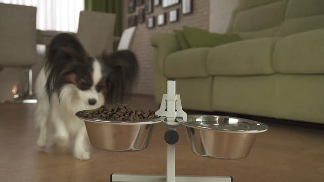 Dog Papillon runs to the bowls and eats dry food in living room stock footage video