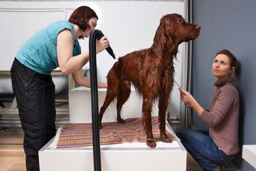 pet groomer drying fur of dog after washing