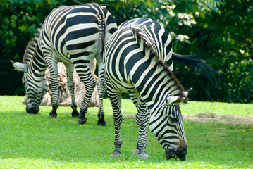 Fototapeta na wymiar Zebras on a field
