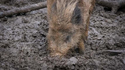 Wild boar (Sus scrofa) searching for food in mud