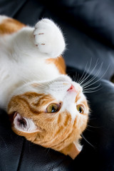 ソファーでごろごろしている茶白ねこ