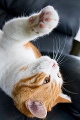 ソファーでごろごろしている茶白ねこ