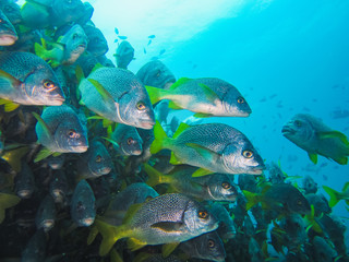 Obraz na płótnie Canvas School of fish in the blue galapagos ecuador