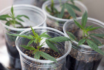 Cannabis indica cloned marijuana cuttings.  Four seedlings cut from a mother plant and rooted in...