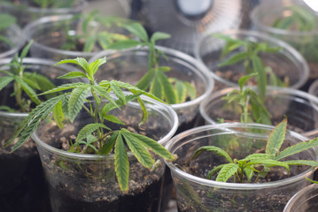 Cannabis indica marijuana cloned cutting rooted in soil in a clear plastic cup alongside others cut from the same mother plant as part of an indoor medicinal grow using CFL lights in a  grow tent.