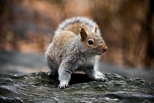 Close up of a squirres sitting on a rock