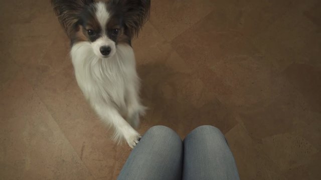 Dog Papillon claps his paws on the knees of his master begging for treat stock footage video