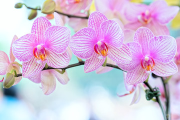 Phalaenopsis flowers bloom in spring adorn the beauty of nature. This is the most beautiful orchid decorated in the house to help people close to nature