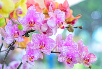 Phalaenopsis flowers bloom in spring adorn the beauty of nature. This is the most beautiful orchid decorated in the house to help people close to nature