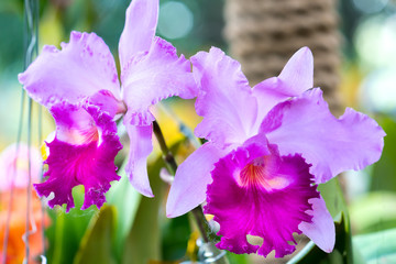 Cattleya flowers bloom in spring adorn the beauty of nature. This is the most beautiful orchid decorated in the house to help people close to nature
