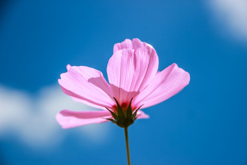 Colorful cosmos flower blooming in the field