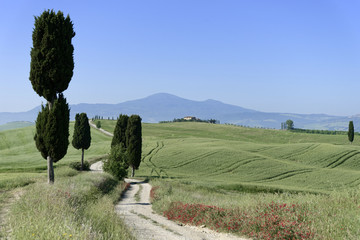 Zypressen ( Cuppressus ) und Felder bei Terrapille, Pienza, Val´d Orcia, Toskana, Italien, Europa