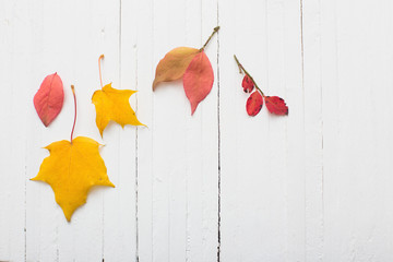 autumn leaves on wooden background