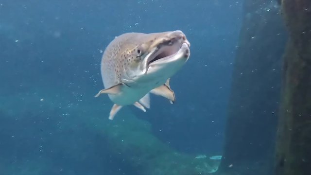 chinook salmon turns towards camera close up slow motion