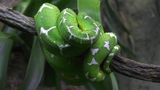 green tree python tightly wrapped around branch in jungle
