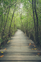 Old wooden bridge in mangrove forest ,Thailand