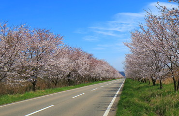 Fototapeta na wymiar Cherry blossom in Kanazawa Japan