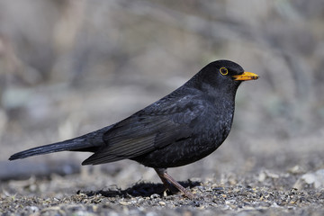 Common blackbird (Turdus merula)