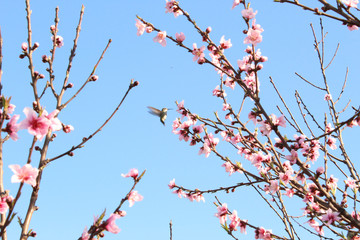 Hummingbird with Blossoms