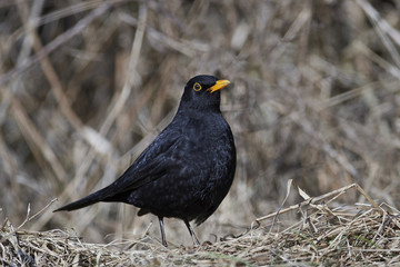 Common blackbird (Turdus merula)