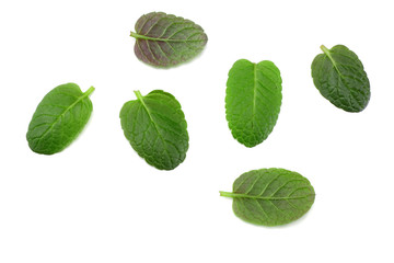 Obraz premium Mint leaf green plants isolated on white background, peppermint aromatic properties of strong teeth