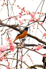 梅の花とジョウビタキ