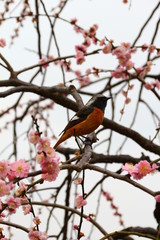 梅の花とジョウビタキ