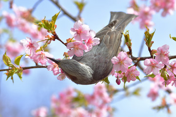 河津桜とヒヨドリ