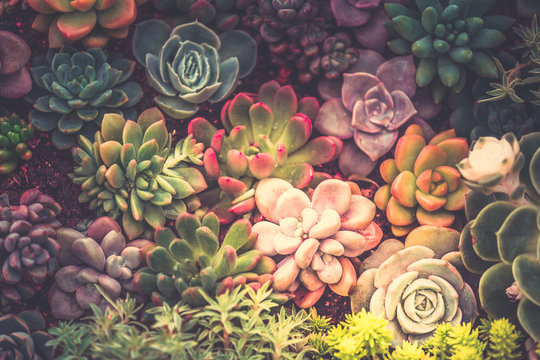 Close up of succulent plants, background or texture