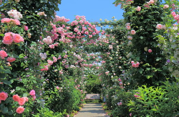 Fototapety  Różany ogród kwiatowy i ławka