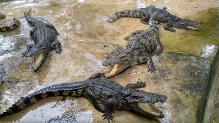Alligators are resting